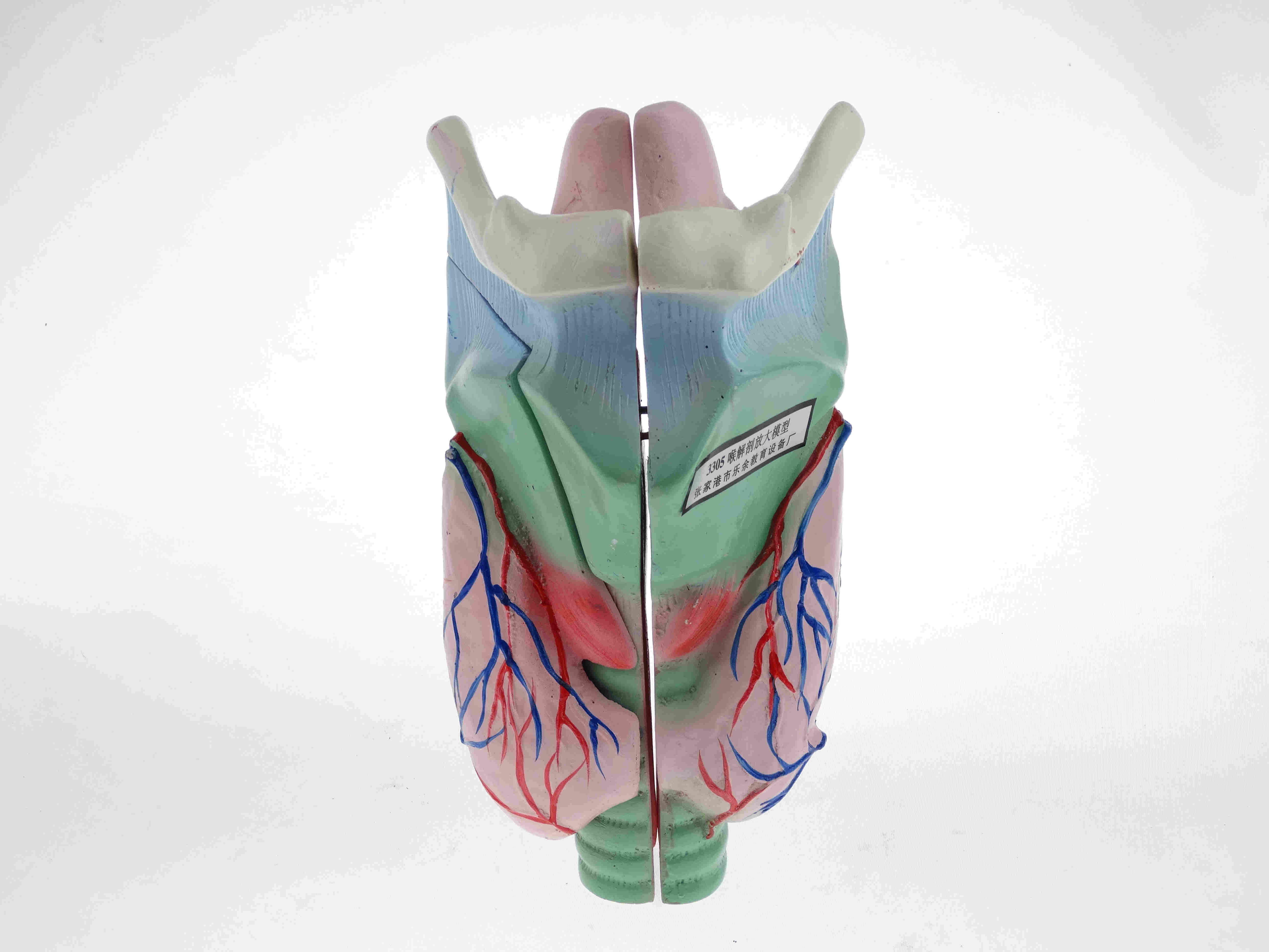 喉解剖模型